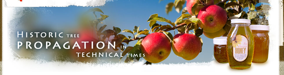 historic tree propagation in technical times